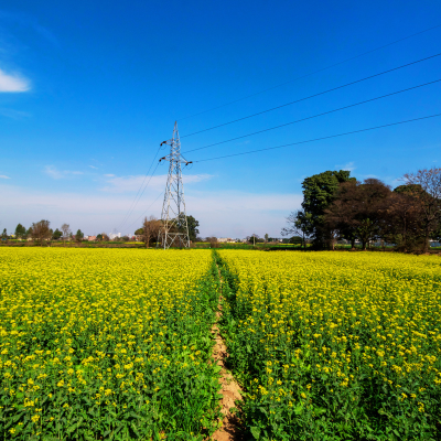 Yellow Mustard Seeds - Image 2