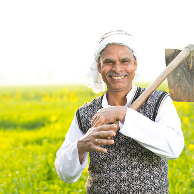 Yellow Mustard Seeds - Image 3