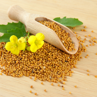 Yellow Mustard Seeds - Image 4